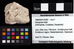 Foto (Objket + Etiketten) von Decapoda indet. 